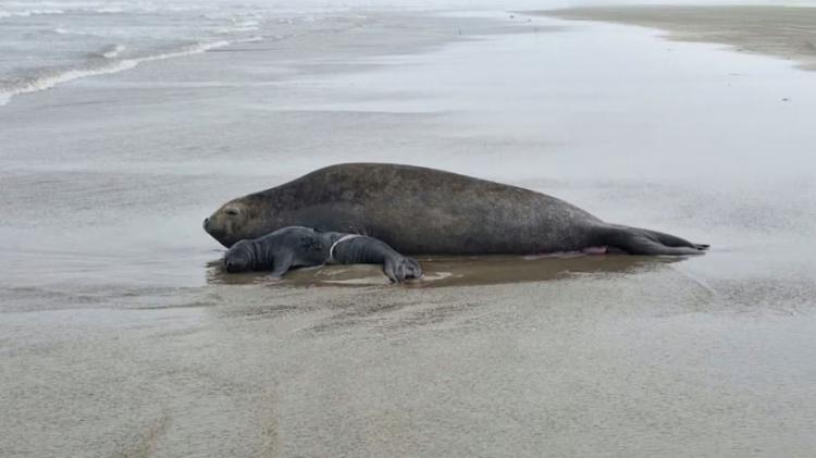 Primeiro filhote de elefante-marinho da história do RS nasce em beira de praia; nascimento é o 3º registrado no Brasil, aponta biólogo