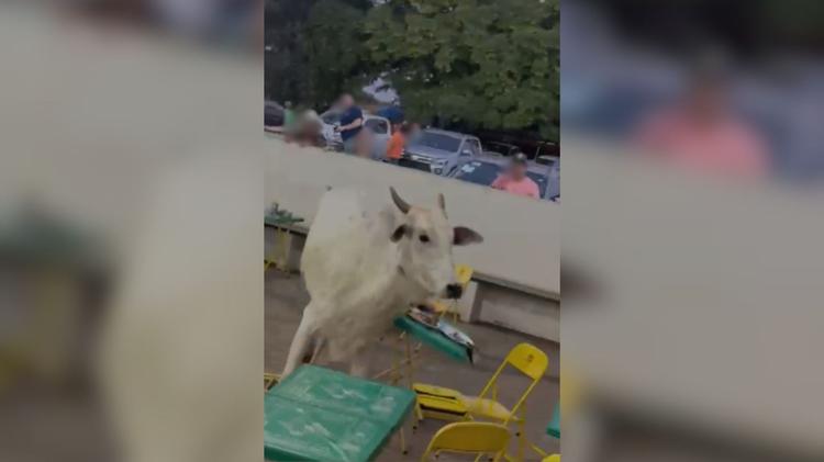 VÍDEO: Novilha invade arquibancada durante leilão e causa correria no interior de MG