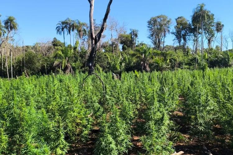 Polícia queima 18 toneladas de maconha e desmonta acampamentos na fronteira do Paraguai com o Brasil