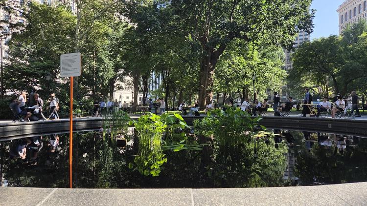 a fountain with lily pads at madison square park in New York City