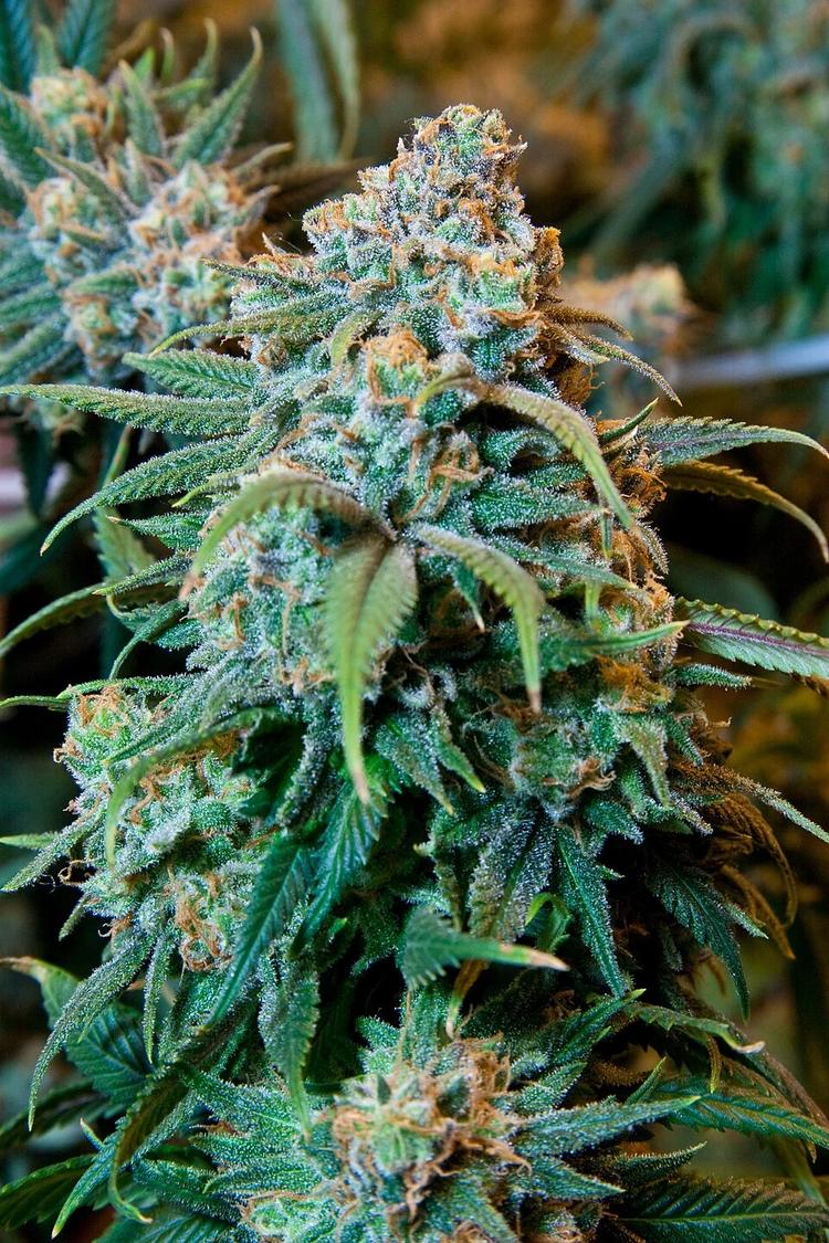 Bari, 17 chili di marijuana in un centro smistamento pacchi