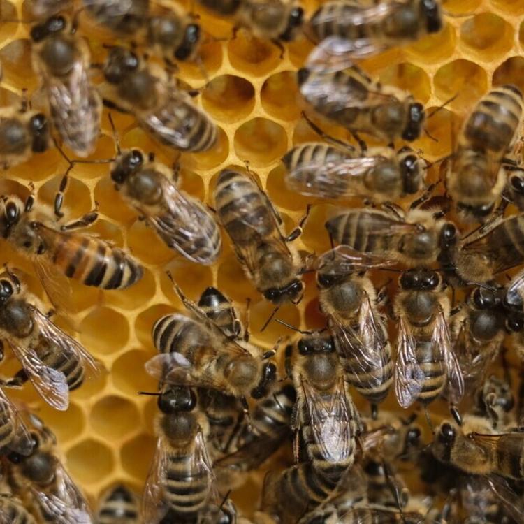 Come le api stanno salvando la natura (e la nostra pelle): la svolta verde tra le Dolomiti