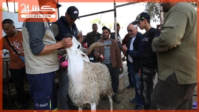 بالڤيديو.. مواطنون يشتكون غلاء أسعار الأضاحي: كنّا معَوْلين على أثمنة مناسبة وصدق هاذ العام كثر من 2024