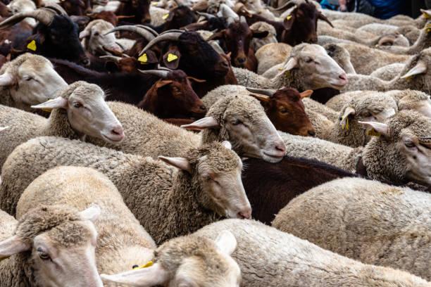 Aveyron : recrudescence des cas de fièvre catarrhale ovine dans le département