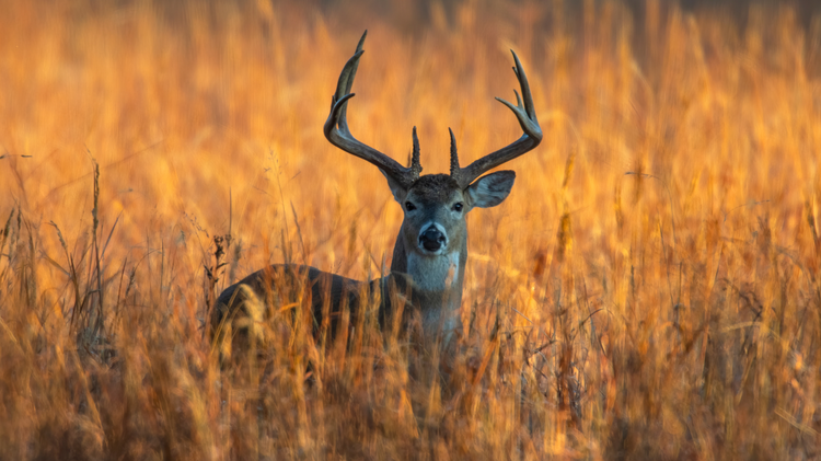 A plan equal to the threat: Protecting Mississippi’s deer herd from CWD