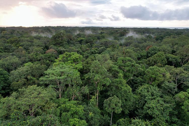 Brasil perdeu 14% da cobertura de vegetação nativa em 41 anos, aponta MapBiomas