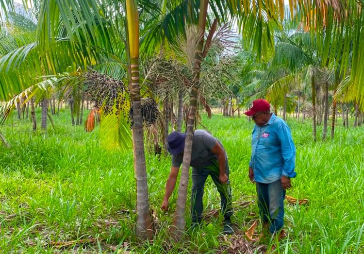 Açaí de Roraima pode ganhar selo de Indicação Geográfica e valorizar produção