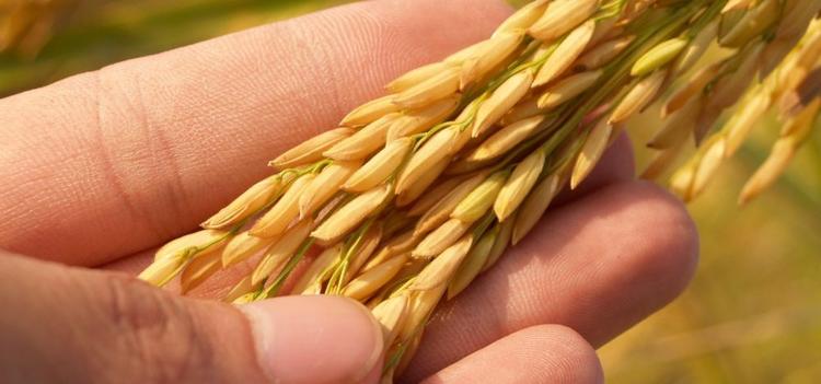 Enseignement agricole – Déclaration liminaire du Snec-CFTC à la CCM du 19 JUIN 2025
