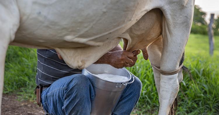 Cargill, IBS e Cooperleite firmam parceria para apoiar produtores de leite na Bahia