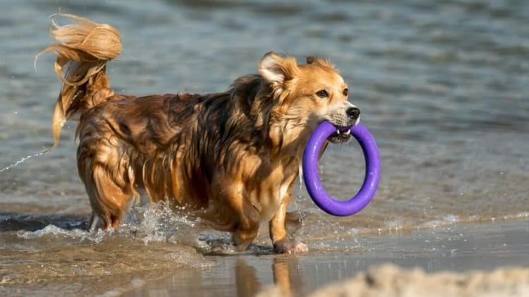 Pyrénées-Orientales : cette plage accueille désormais les chiens