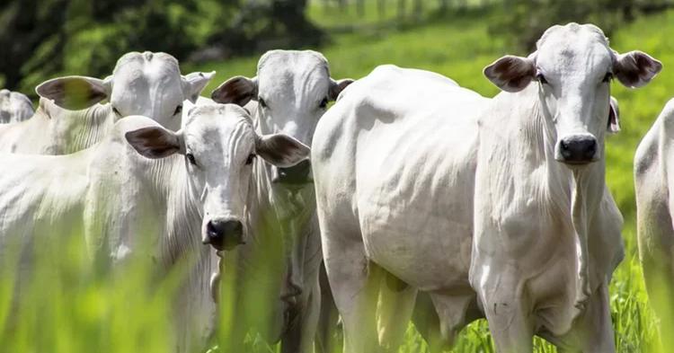 Brasil deve ampliar exportações de carne em 2027 com avanço fora da China