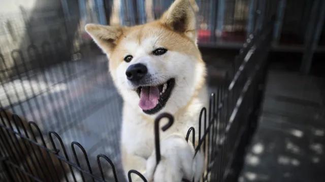 O ranking das raças de cachorros mais inteligentes do mundo