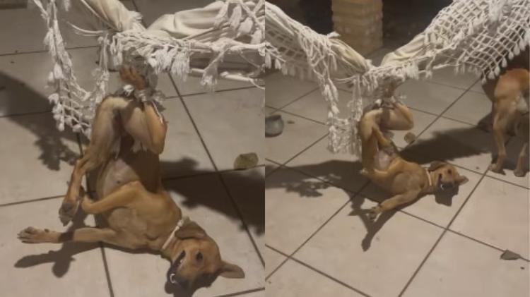 Vídeo de cadela presa em rede no PI viraliza e acende alerta para tutores