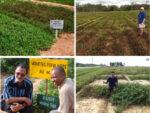 How One Wild Peanut Changed Breeding Around the World