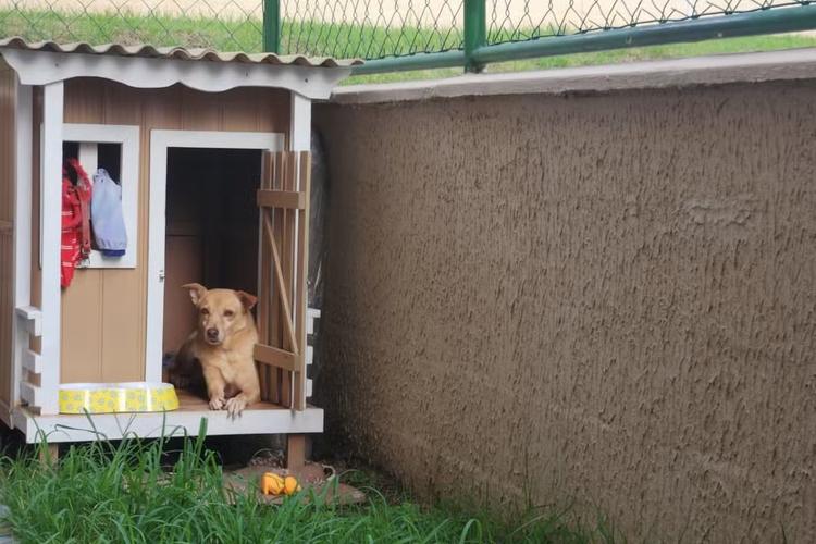 Cachorra ganha ventilador movido a energia solar na casinha para driblar calor de Manaus