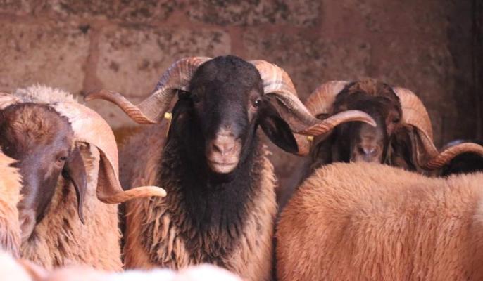 اتفاقية بمكناس لتعزيز إنتاج اللحوم الحمراء ودعم القطيع الوطني