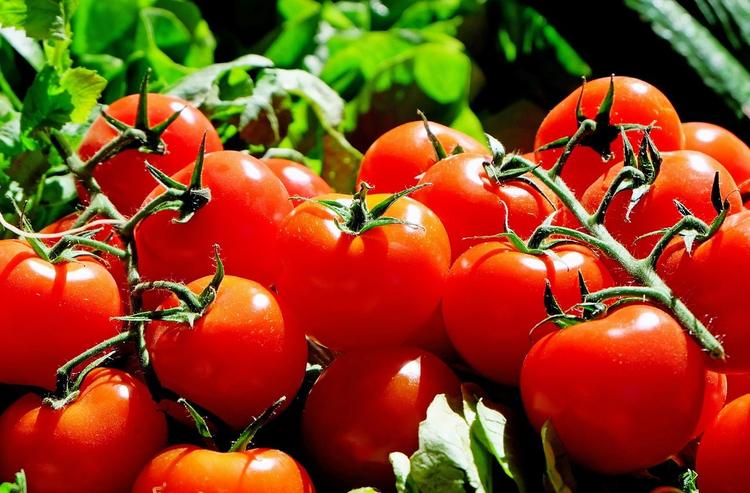 Tomato Gene Could Improve Crop Drought Recovery