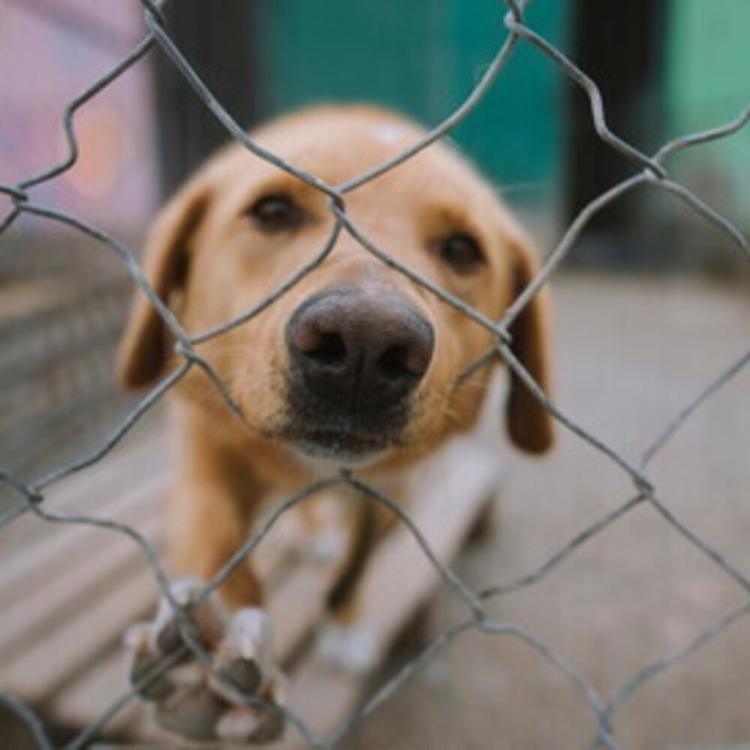 Animali: oltre 2 cani su 10 non vengono adottati, 14mila resteranno in eterna attesa