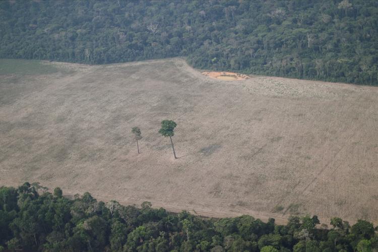 Desmatamento em Rondônia cai 49%, mas persiste em áreas protegidas
