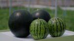 Watermelon in the Lab and the Field: Breeding the Perfect Bite