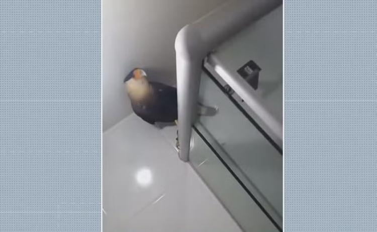 Carcará 'invade' banheiro de apartamento no Grande Recife; VÍDEO