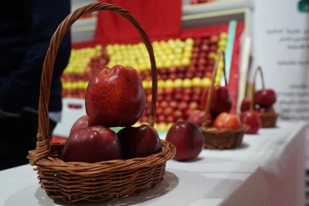 توقعات بإنتاج مليون طن من التفاح بالمغرب خلال سنة 2026