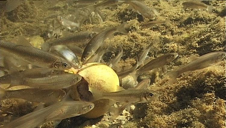 Kriterien sichern die Qualität von Aquakulturen. Foto: BMLUK/Zeggl