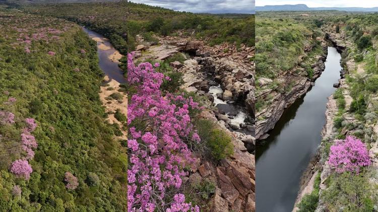 VÍDEO: Ipês-rosa colorem trecho do Cânion do Poti, na Caatinga do Piauí; florada dura entre 5 e 10 dias