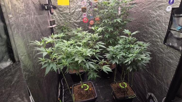 Polícia desarticula laboratório de cultivo de maconha montado em comércio em Fortaleza