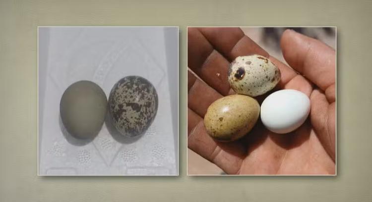 Por que ovos de codorna têm manchas e cores diferentes? Entenda