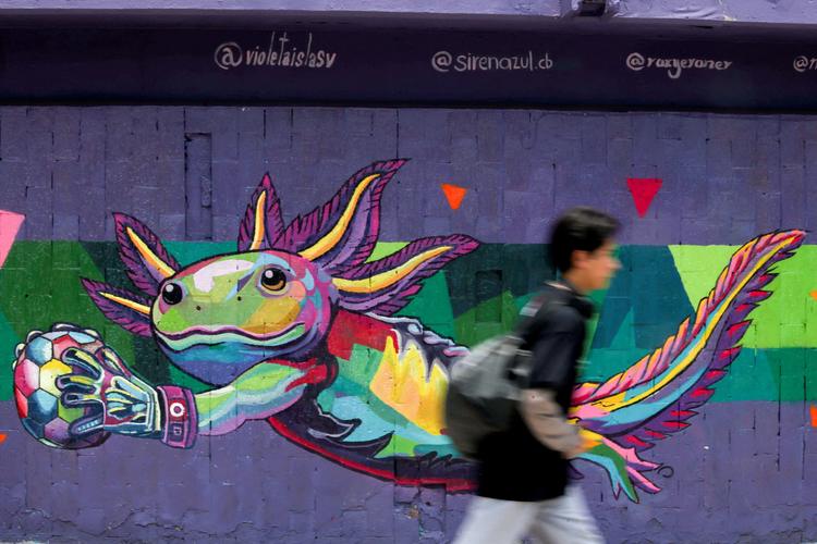 Na Cidade do México, as salamandras axolotes estão por toda parte antes da Copa do Mundo — exceto na natureza