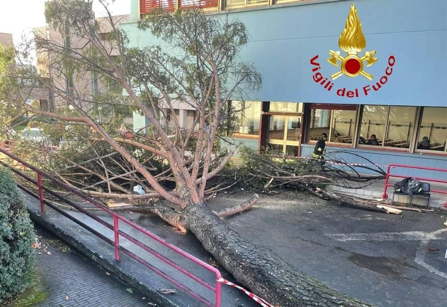 Crollo dell’albero al Campus di Fisciano: la Procura chiede il processo per tre gestori del verde