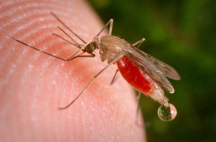 Mississippi’s first West Nile virus case of 2026 confirmed in Hancock County