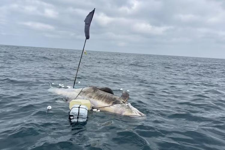 Golfinho de 4 metros é encontrado morto com apetrecho de pesca, em Ilhabela