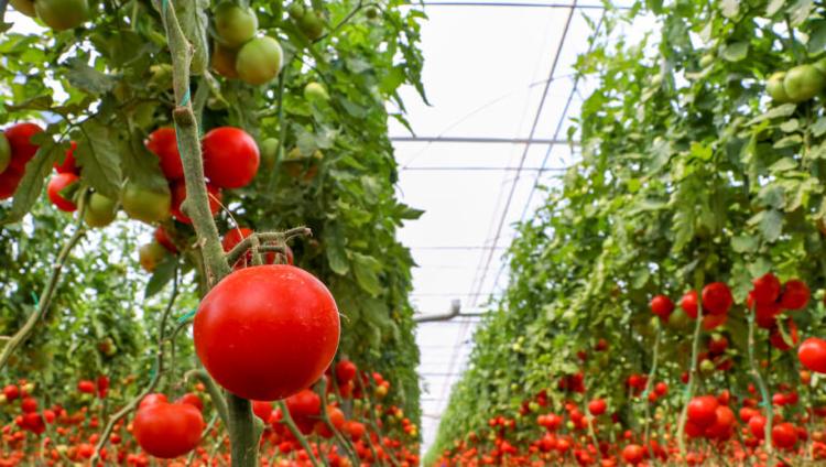 Tomatoes Have a ‘Golden Hour’. Could Breeders Use It?