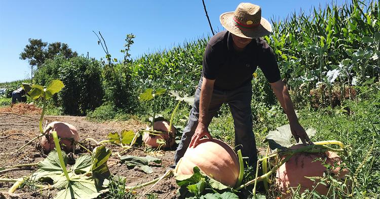 Cresol fortalece organização rural com antecipação do Plano Safra