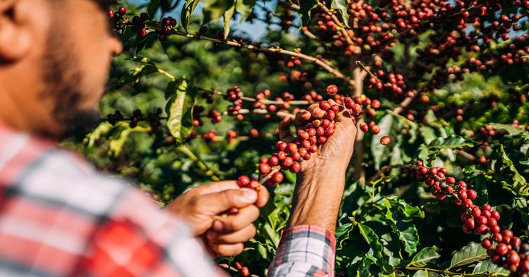 Conheça a Lacoop Amazônia, cooperativa que transformou o robusta amazônico em café premiado