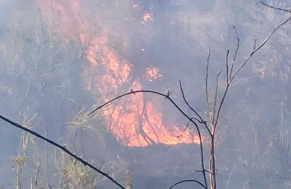 Incendio a Celle di Bulgheria, domato il rogo in località Castagnola