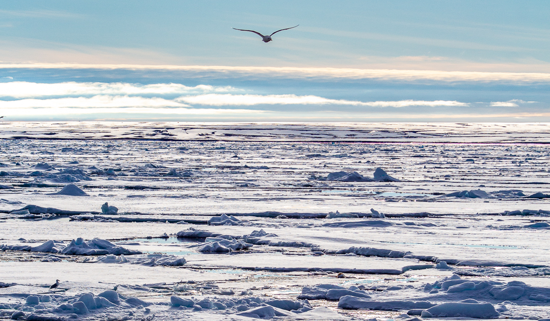 Le cycle de l’azote plus actif que prévu en Arctique