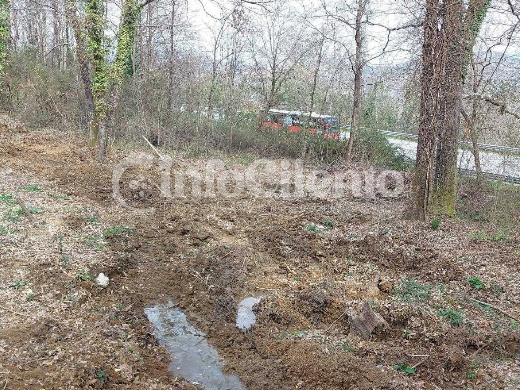 Bosco secolare distrutto sulla Cilentana: tre denunce a Roccagloriosa