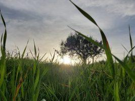 Rinnovare i cuori e custodire il Creato