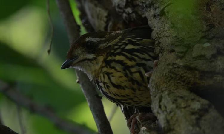 Ninho de ave arisca da Mata Atlântica é registrado pela primeira vez em MG