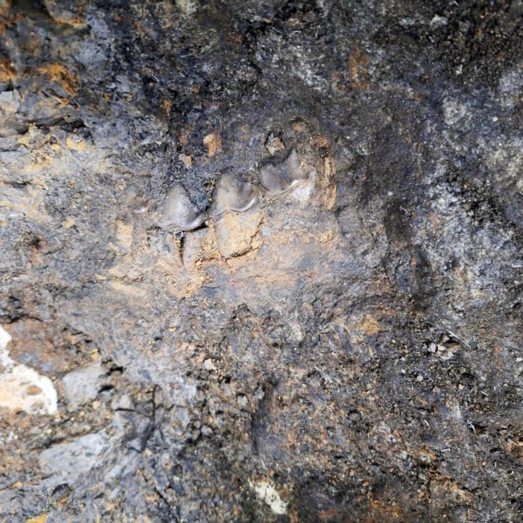 La décima campaña de excavaciones en el yacimiento paleontológico Baza 1 ha concluido con interesantes resultados