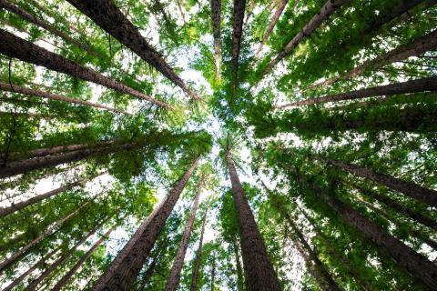 Proud of the Trees - New Life in the Spirit