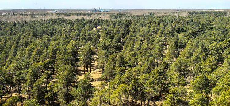 O que aconteceu após a China plantar 66 bilhões de árvores