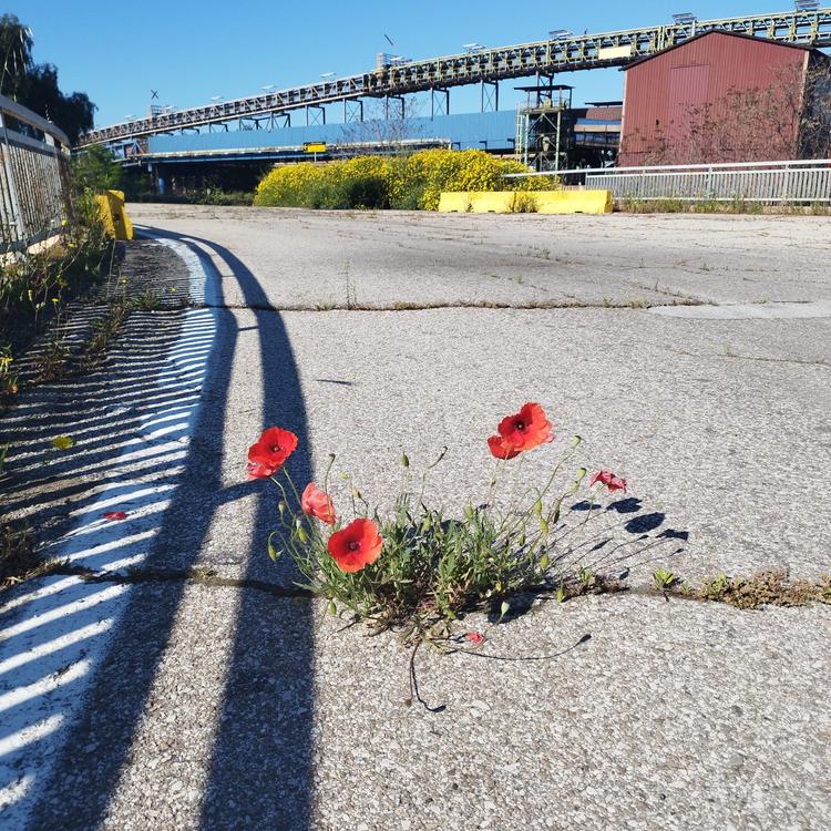 Taranto, SS106 chiusa: Maiorino (PLI) chiede stop tasse comunali