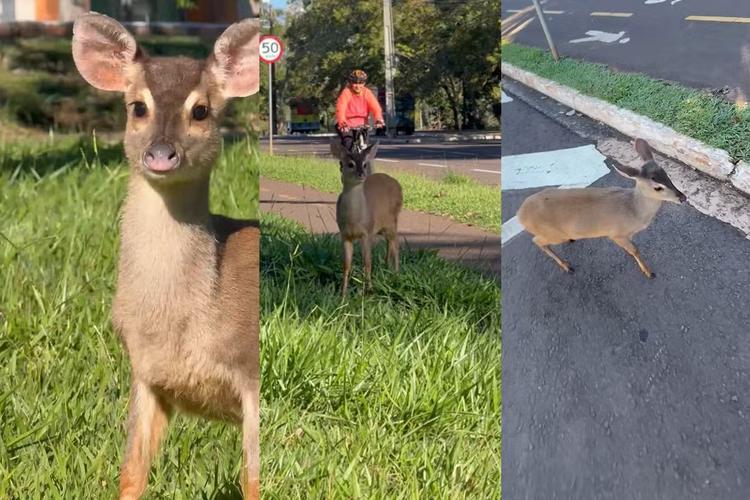 VÍDEO: Filhote de veado é flagrado por fotógrafo na principal avenida de Campo Grande: 'Estava assustado'