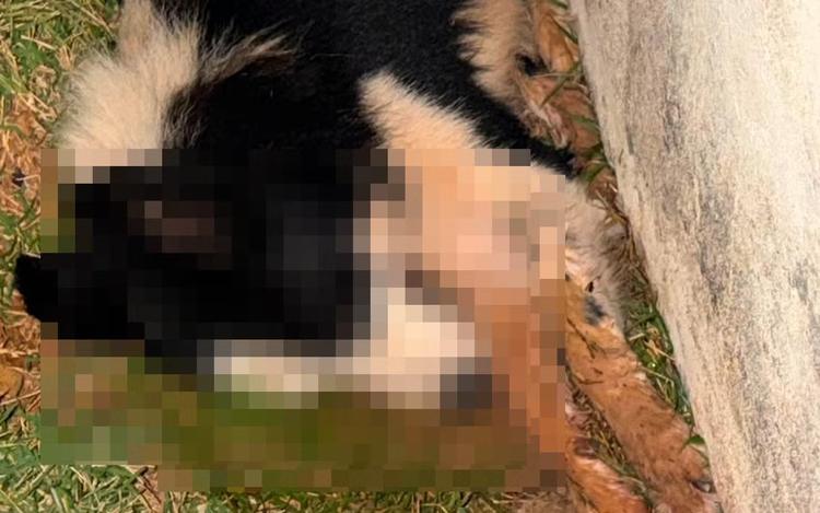 Três cães são encontrados mortos e suspeita de envenenamento é investigada em MG