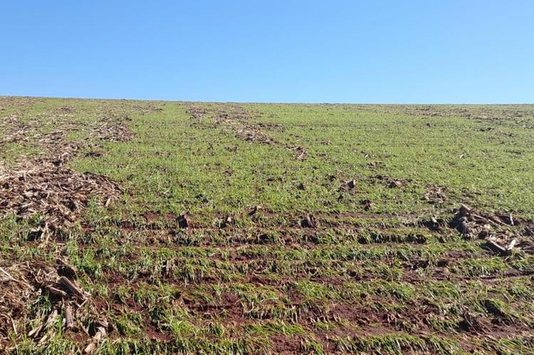 Chuvas, granizo e tornado deixam destruição em mais de 30 mil propriedades rurais e danificam lavouras no RS, diz levantamento