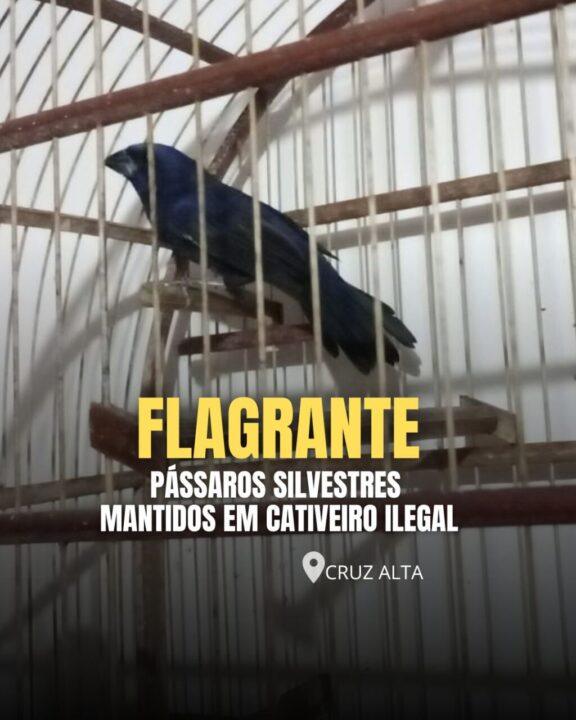 Brigada Militar resgata pássaros silvestres mantidos em cativeiro ilegal em Cruz Alta